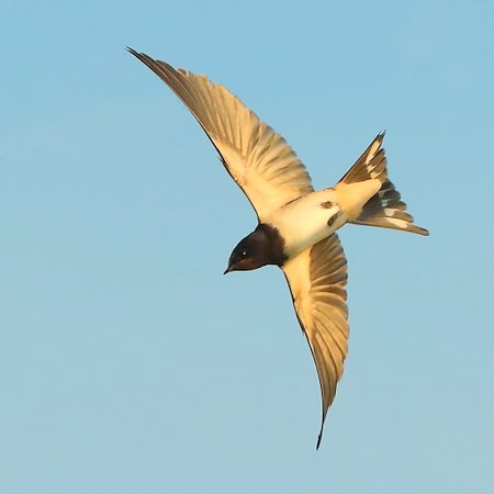 Swallow 2019 07 02 Bratton1112