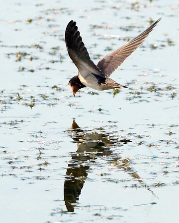 Swallow 2019 07 07 Langford Lakes1