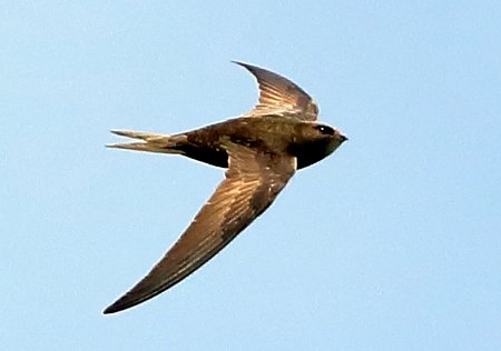 Swift 2019 05 05 Langford Lakes5