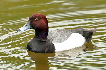 Tufted Duck Pochard hybrid 2019 05 31 Langford Lakes0