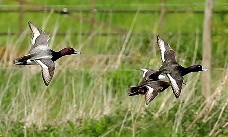 Tufted x Pochard hybrid 2019 05 12 Langford Lakes