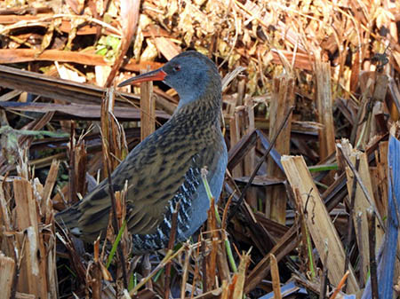 Water rail11