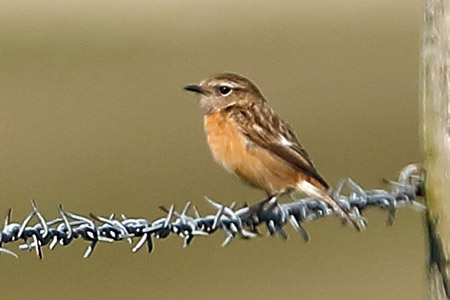 Whinchat 2019 03 27 Westbury Down1aa