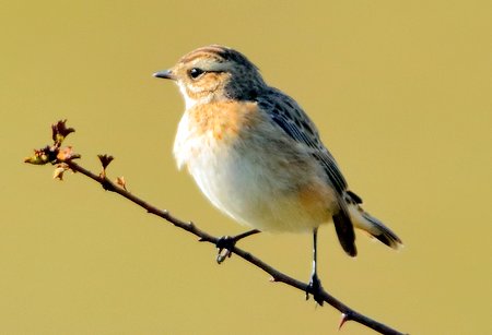 Whinchat 2019 10 22 Badens Clump