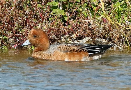 Wigeon 2019 10 06 Langford Lakes0