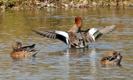 Wigeon 2019 10 06 Langford Lakes6