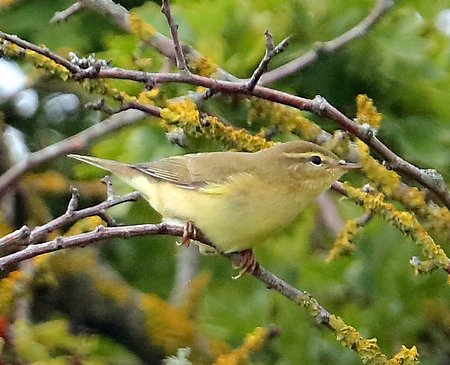 Willow Warbler 2019 07 21 Badens Clump