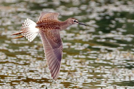 Wood Sandpiper 2019 07 27 Langford Lakes