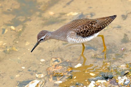 Wood Sandpiper 2019 07 27 Langford Lakes1a