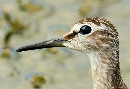 Wood Sandpiper 2019 07 29 Langford Lakes