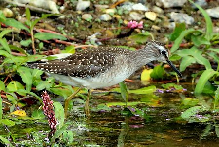 Wood Sandpiper 2019 07 31 Langford Lakes