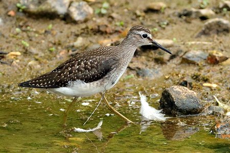 Wood Sandpiper 2019 08 04 Langford Lake2