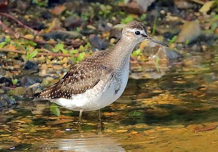 Wood Sandpiper 2019 08 17 Langford Lakes1