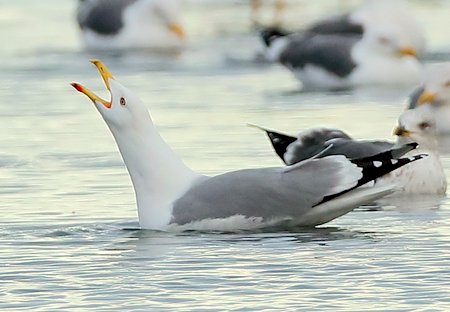Yellow legged Gull 2019 02 004