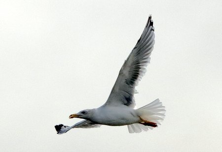 Yellow legged Gull 2019 09 25 Langford Lakes1