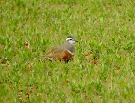 dotterel1