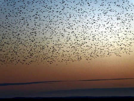 starlings 068 800x600