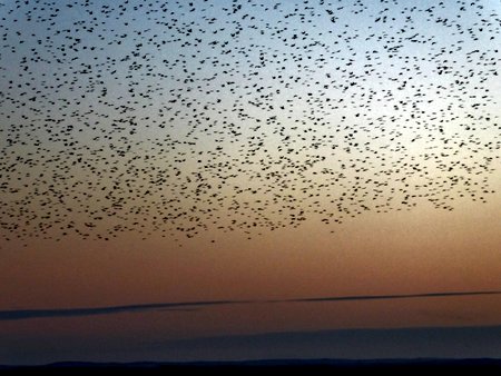 starlings 068 800x600