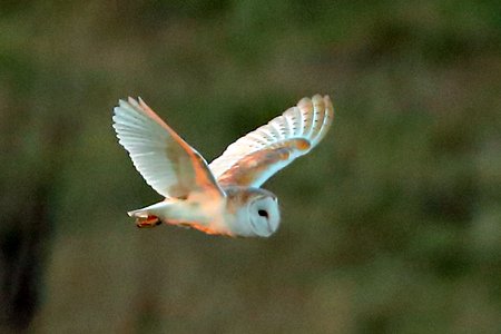 Barn Owl 2020 03 06 Badens Clump4