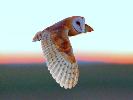 Barn Owl 2020 10 11 Badens Clump
