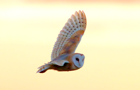 Barn Owl 2020 10 11 Badens Clump1