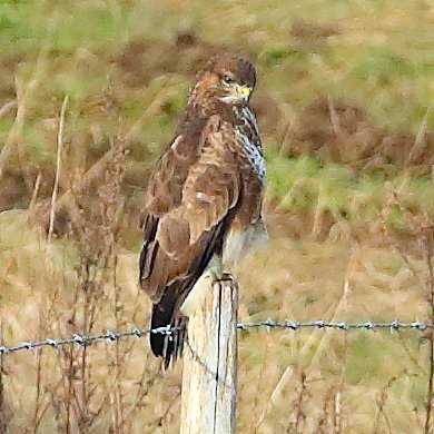 Buzzard 2021 01 02 Badens Clump