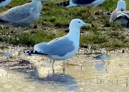 Caspian Gull 2019 01 12 East Clyffe105
