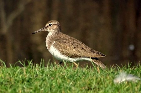 Common Sandpiper 2
