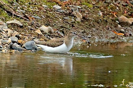 Common Sandpiper 2020 07029 Langford Lakes