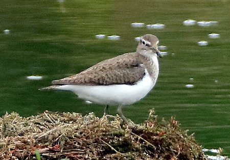 Common Sandpiper 2020 08 01 Langford Lakes1