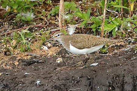 Common Sandpiper 2020 08 03 Langford Lakes2