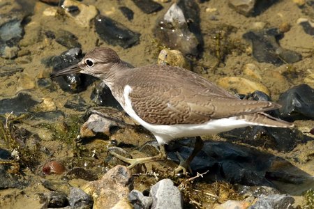 Common Sandpiper 2020 08 12 Langford Lakes0