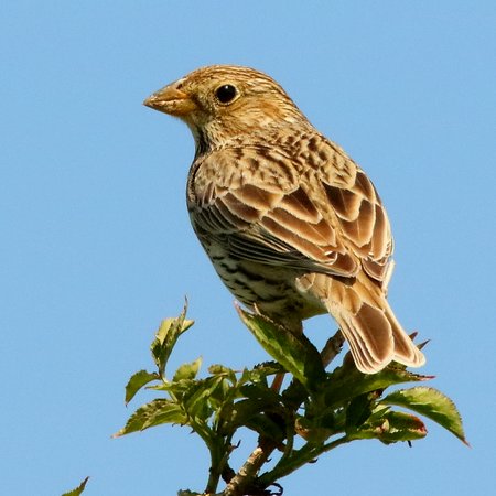 Corn Bunting 2020 05 06 Gore Cross
