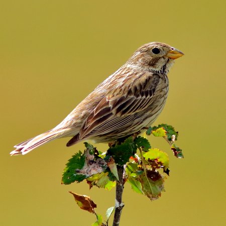 Corn Bunting 2020 06 15 Badens Clump