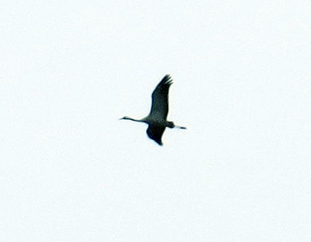 Crane 3eeg
