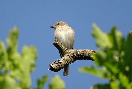 DSC09096 001