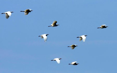 Egret 3