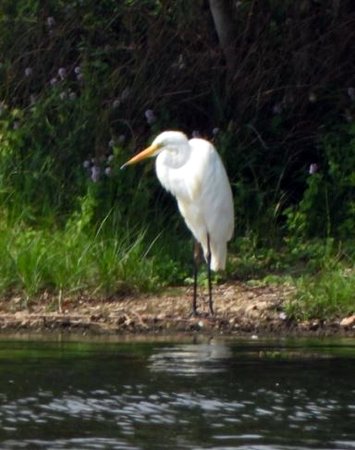 GWE