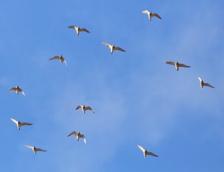 Golden Plover 2020 10 22 SPTA Centre