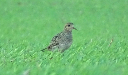Golden plover1