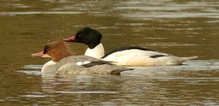 Goosander 2020 02 20 Westbury Ponds