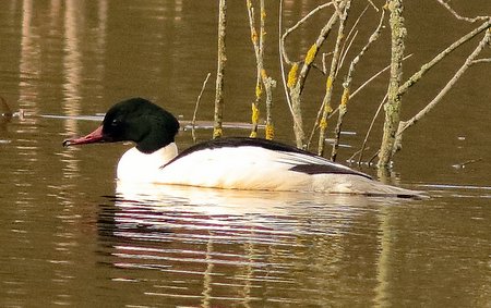 Goosander 2020 02 20 Westbury Ponds6