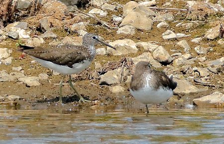 Green Sandpiper 2020 07 22 Langford Lakes2