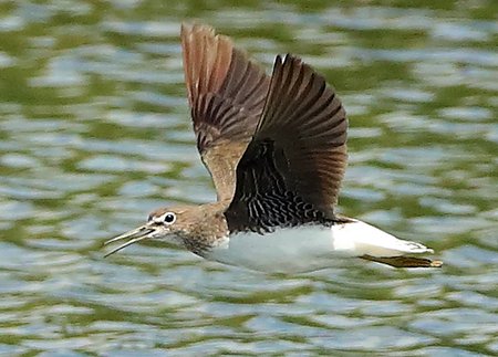 Green Sandpiper 2020 08 03 Langford Lakes5