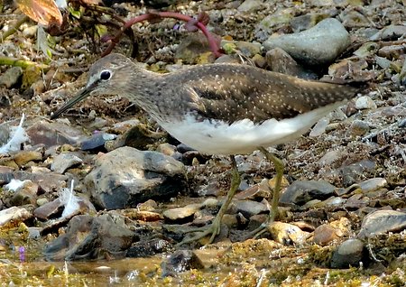 Green Sandpiper 2020 08 12 Langford Lakes