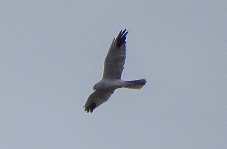 Hen Harrier West Chippenham 23 09 20