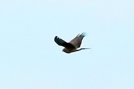 Hen Harrier 2020 01 005
