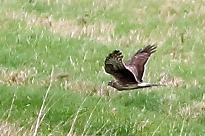 Hen Harrier 2020 02 23 Badens Clump
