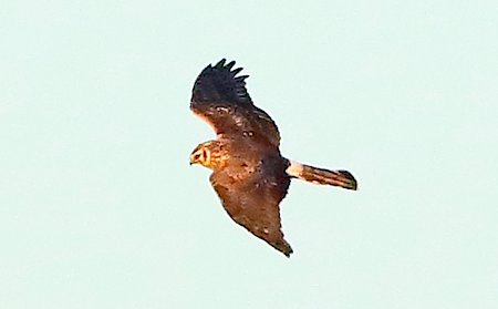 Hen Harrier 2020 02 27 Badens Clump