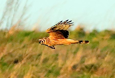 Hen Harrier 2020 02 27 Badens Clump1